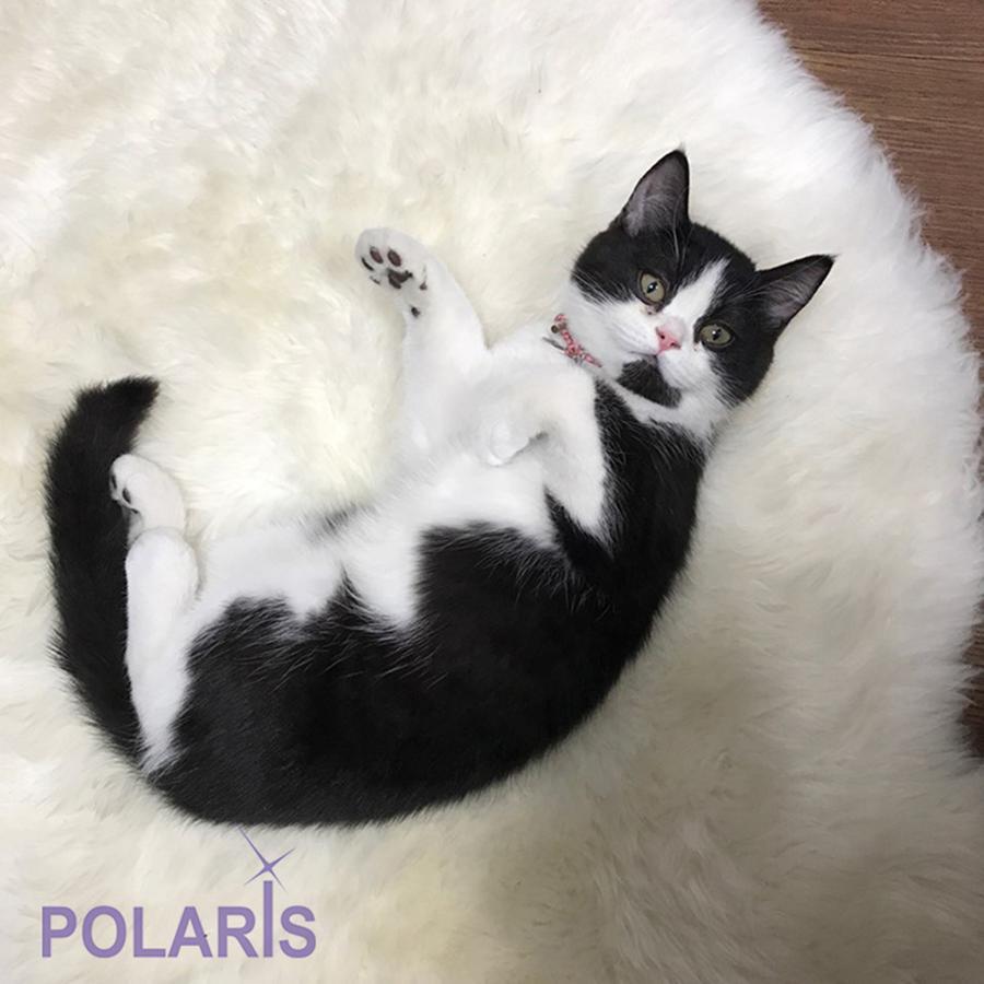Polaris Garosugil